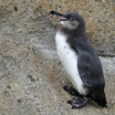 Galapagos Penguin
